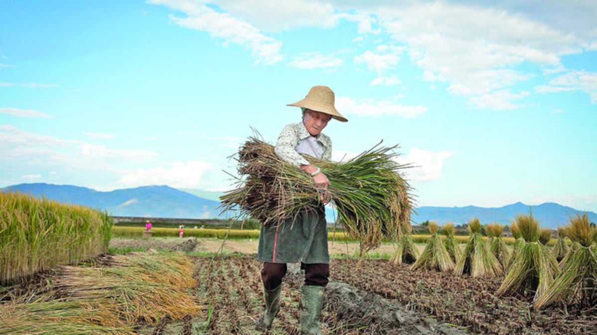 El conflicto en Oriente Medio y su impacto en el mercado mundial de fertilizantes: efectos para las Américas