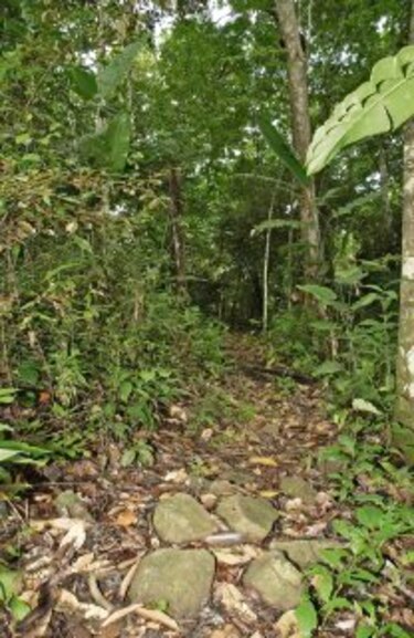 Parque Nacional Camino de Cruces, una joya natural en peligro