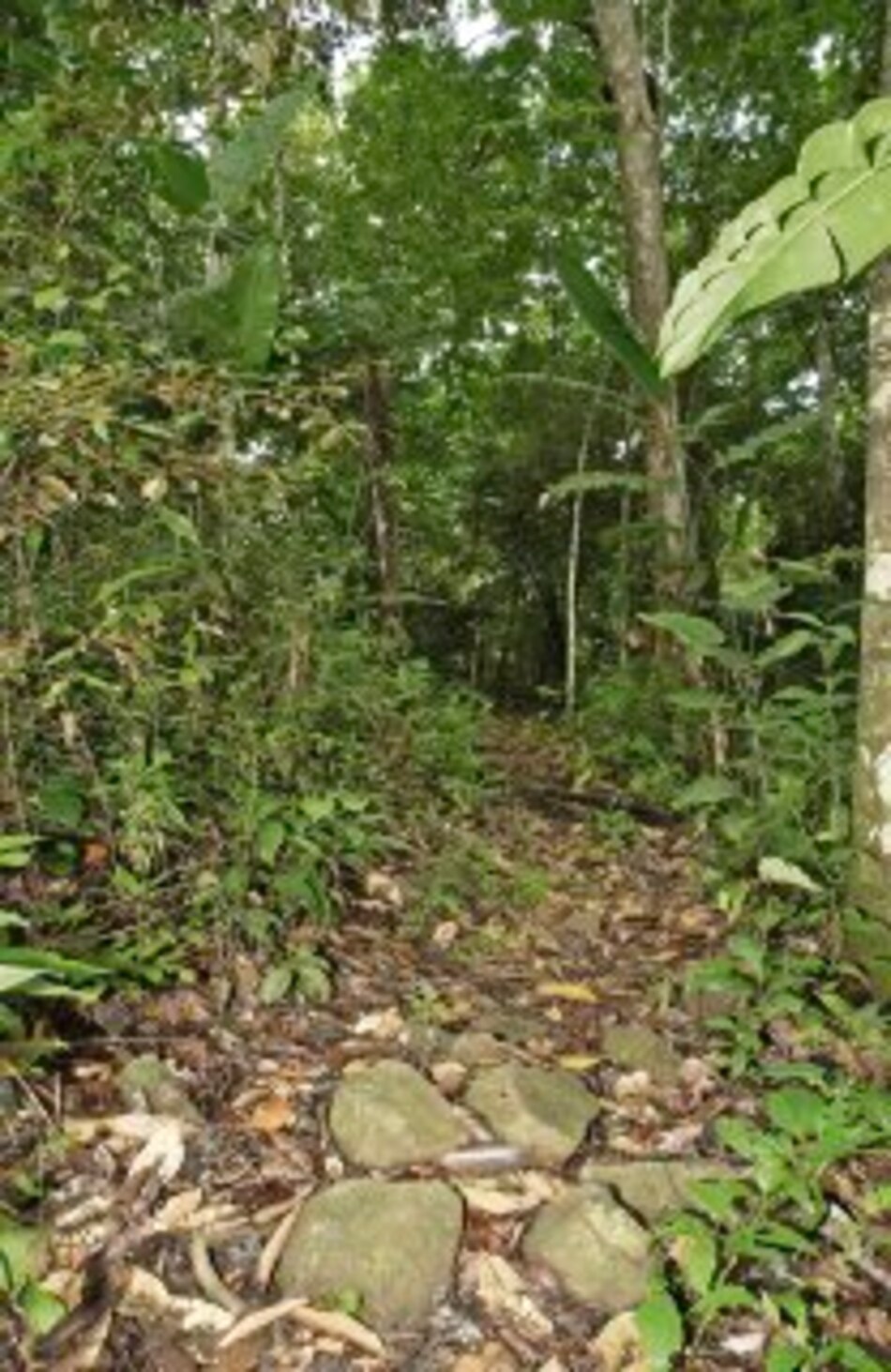 Parque Nacional Camino de Cruces, una joya natural en peligro