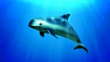 Buscarán vaquitas marinas restantes en México