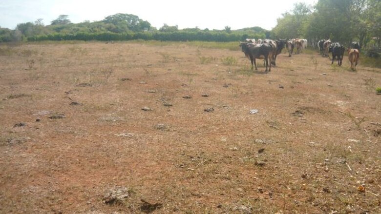 Trasladan ganado por falta de agua en Los Santos