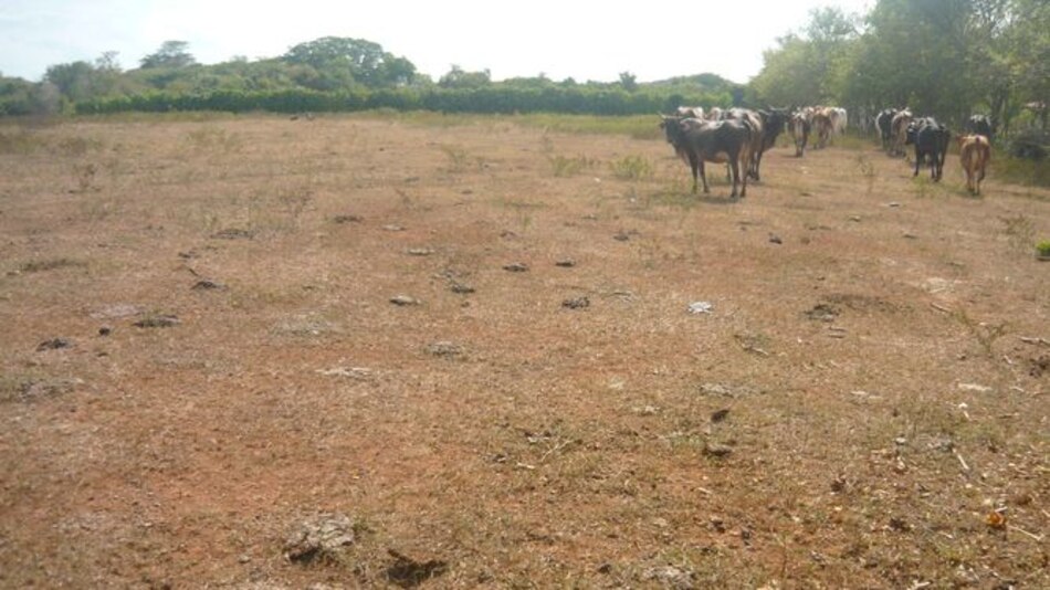 Trasladan ganado por falta de agua en Los Santos