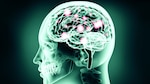 En los intrincados rincones del cerebro