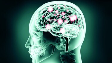 En los intrincados rincones del cerebro