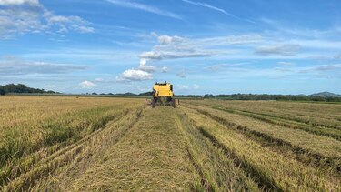 Varela Hermanos apuesta al desarrollo del agro y realiza su primera cosecha de arroz