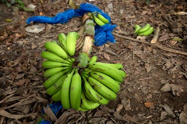 La ministra de Trabajo revela qué pasará con los trabajadores tras el acuerdo con Chiquita