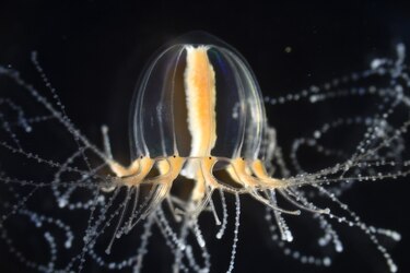 Una medusa regenera tentáculos en días gracias a células como tallos