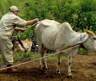Aprueban en tercer debate la creación del Colegio de Médicos Veterinarios