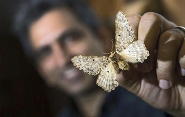 Descubren una nueva familia de grandes mariposas: Pseudobistonidae