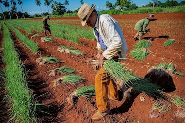 La guerra en Irán pone en riesgo miles de millones de comidas alrededor del mundo