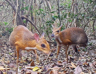Fotografían especie que no se veía hace 25 años