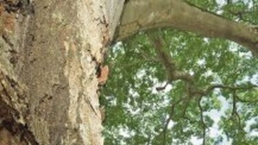 Defensora de la madre naturaleza