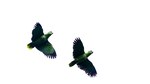 Para los amantes de las aves