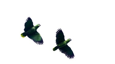 Para los amantes de las aves