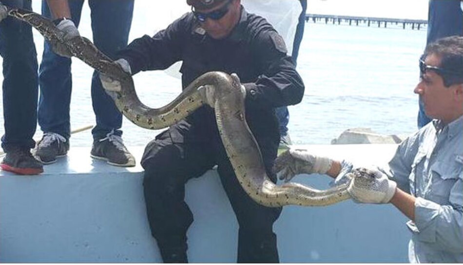 Fotos: Encuentran una boa de metro y medio en la cinta costera