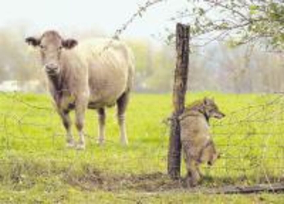 Guatemala bloquea importación de carne canadiense y danesa