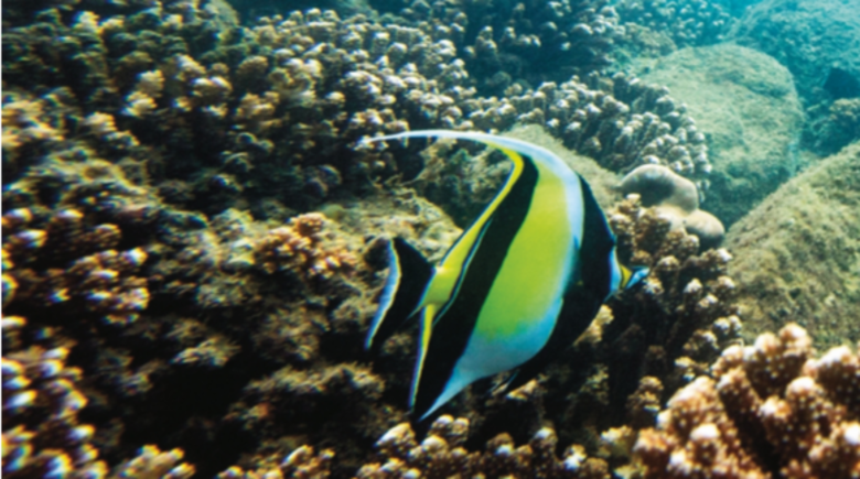 Coiba, en la mira para ingresar a lista de sitios en peligro en 2020