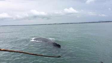 Salvan ballena en costas de la provincia de Los Santos