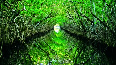 Humedales: ecosistemas valiosos para la vida humana