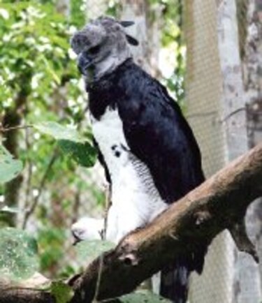 Águila arpía está amenazada por destrucción de su hábitat