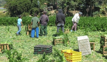 Productores envían más de 150 mil cajas de legumbres a todo el país