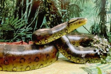 Titanoboa está en Panamá