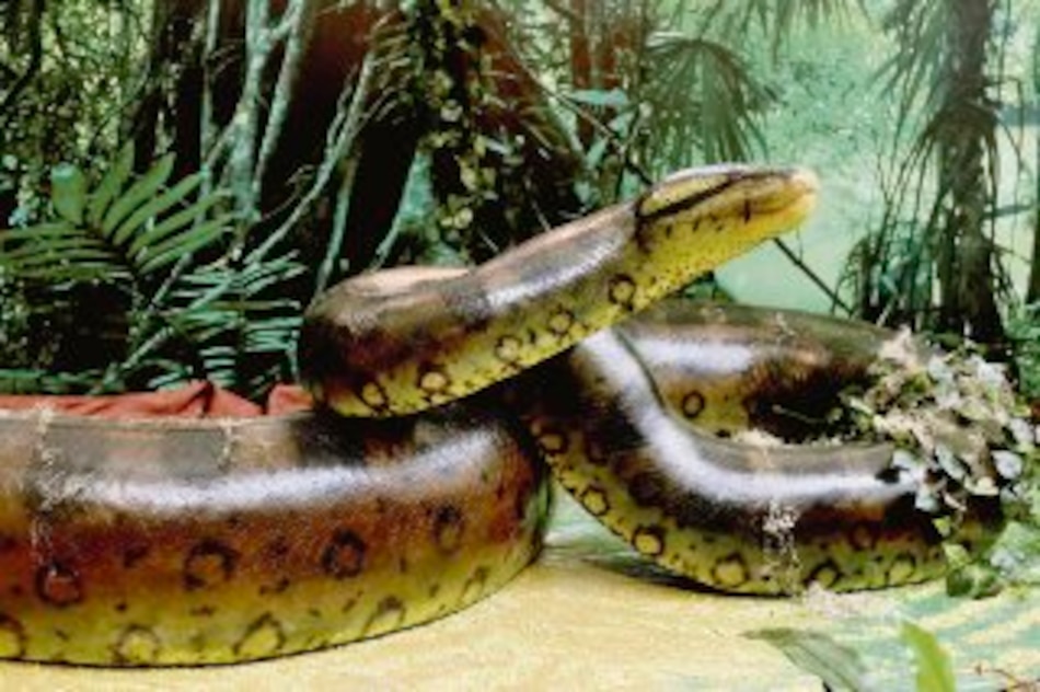 Titanoboa está en Panamá