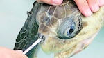 Plástico en los océanos: impacto a largo plazo