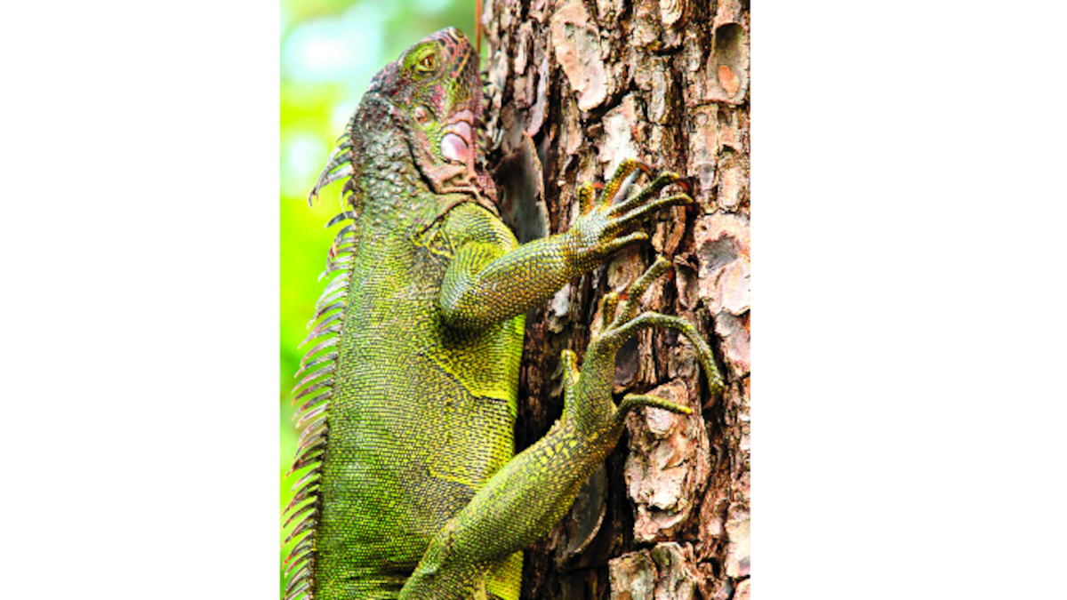 El parque Omar es el hogar de varias especies en peligro de extinción como la iguana verde. Su flora y fauna lo vuelven un oasis entre el concreto.