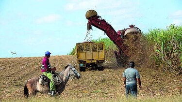 Cuba prevé una pobre cosecha de azúcar