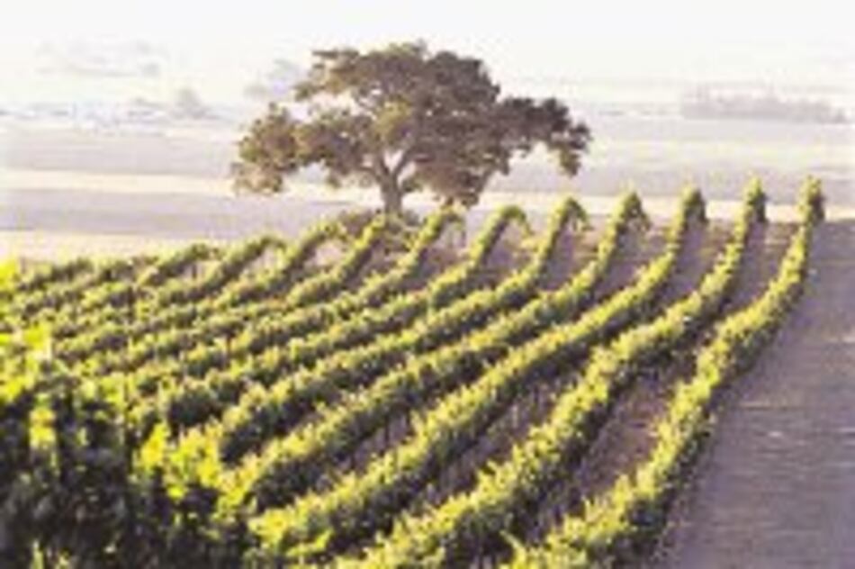 Utilidad de Constellation Brands sube 47% por vino