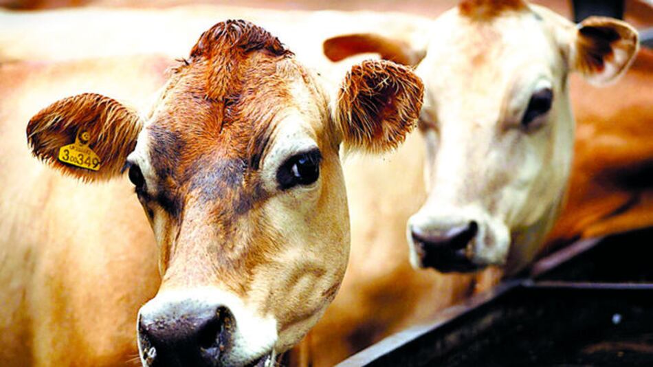 UE lanza propuesta agrícola al Mercosur