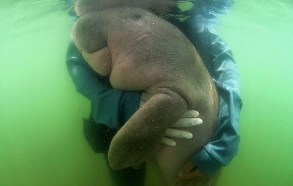 Tailandia: muere bebé dugongo por infección en su estómago tras comer plásticos