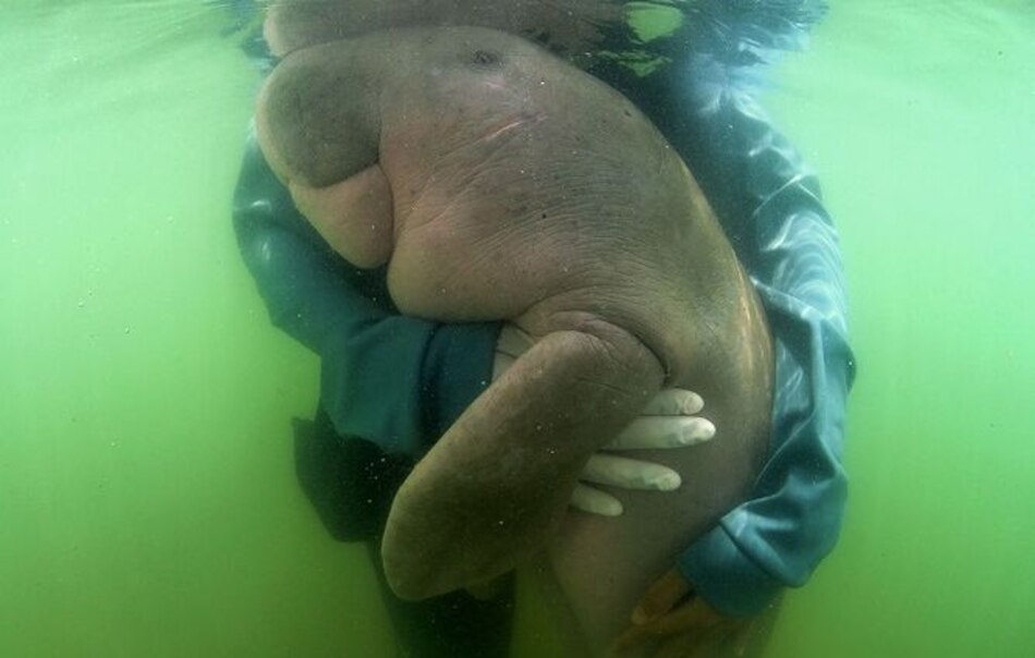 Tailandia: muere bebé dugongo por infección en su estómago tras comer plásticos