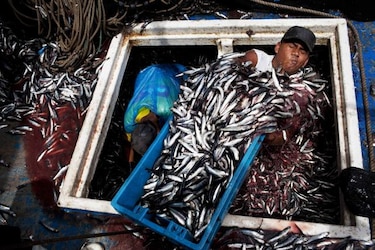 Perú busca cuidar pequeños peces de impacto global