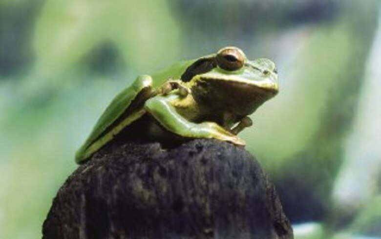 Inquilinos de dos mundos