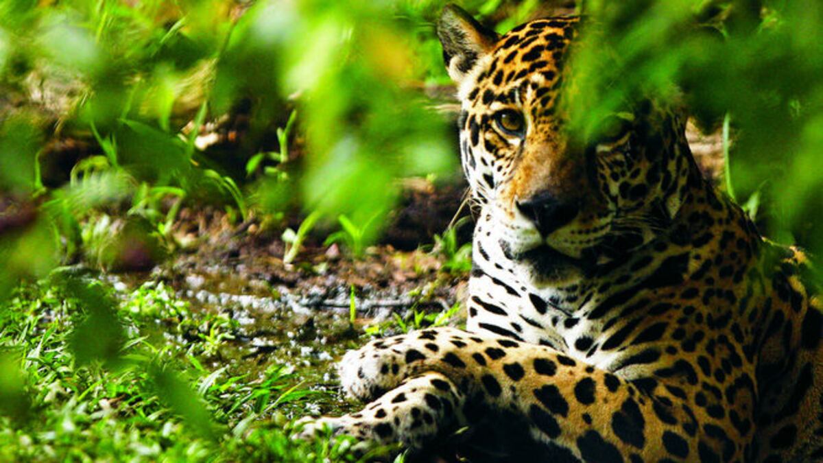 La pérdida de su hábitat y la cacería amenazan al gato más grande del continente americano.