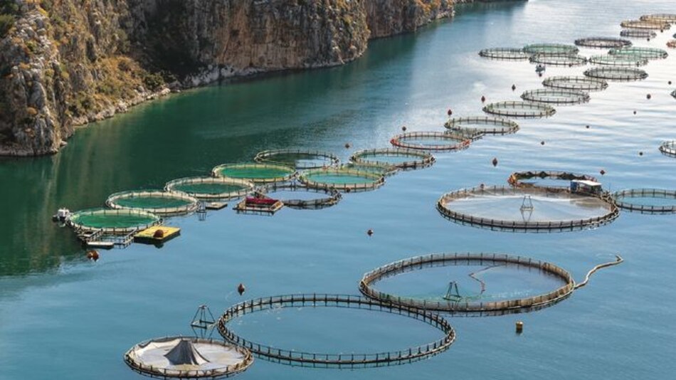 La acuicultura, una alternativa ecológica, práctica y en crecimiento