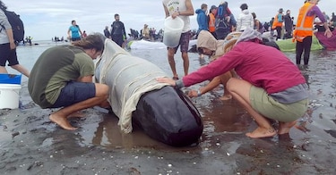 Quedan varadas 416 ballenas en playa de Nueva Zelanda