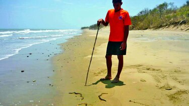 Serpientes marinas en Pedasí