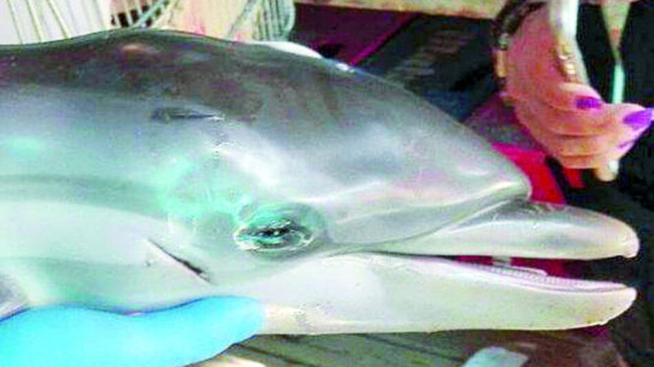 Muerte de una cría de delfín indigna en España