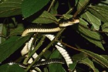 INNOVA Biodiversidad en Cerro Turega