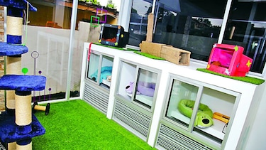 Huésped de cuatro patas