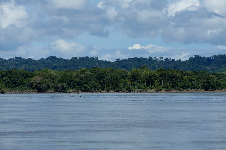 Titulación ilegal en humedal Matusaragatí pone en jaque biodiversidad de Darién