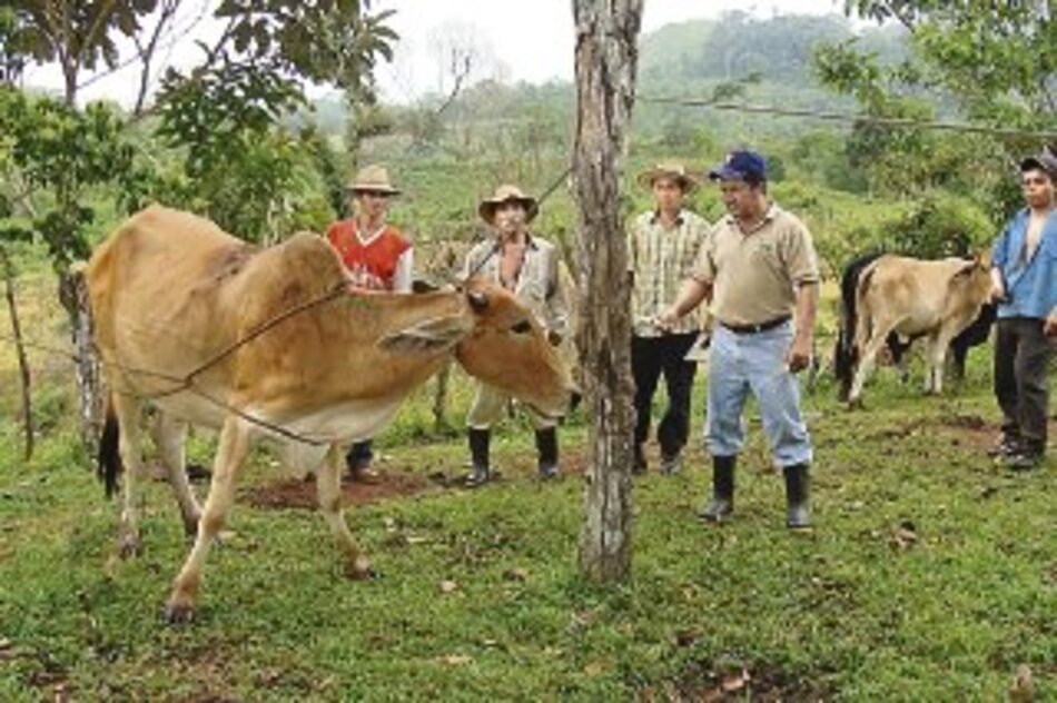 Tórsalo en ganado coclesano