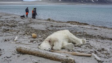 Autoridades noruegas justifican matanza de oso polar