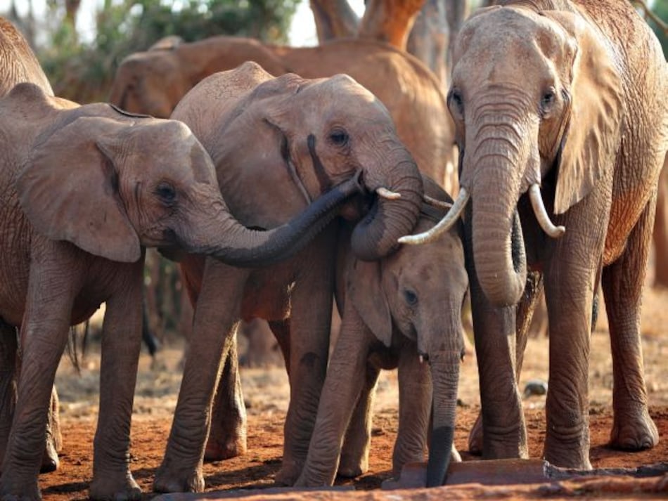 África puede perder al 20% de sus elefantes en una década por caza furtiva