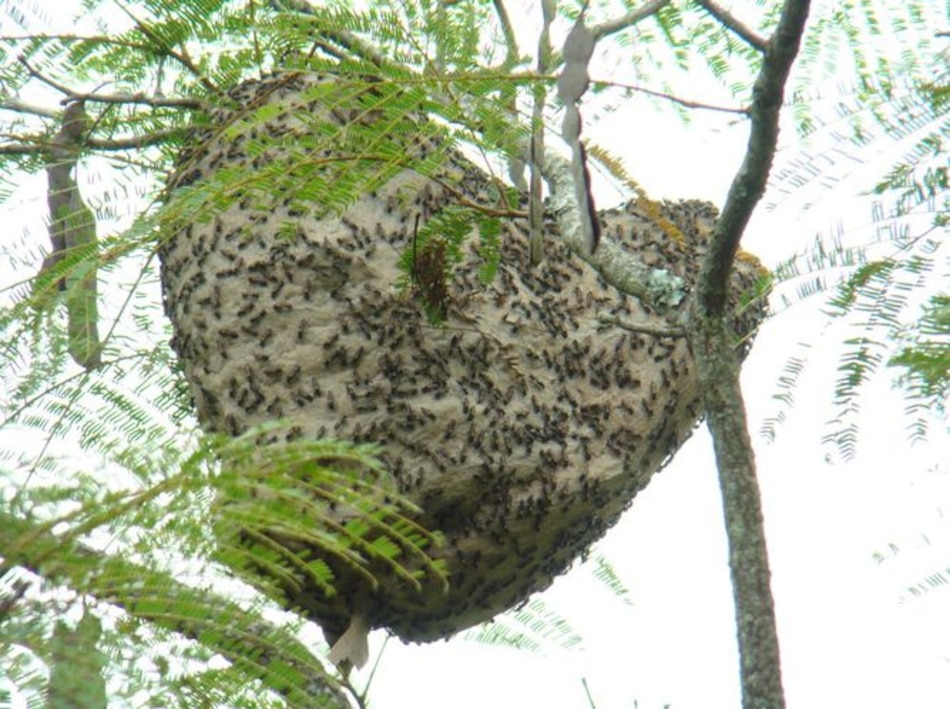Veneno de avispa mata células cancerígenas, descubren en Brasil