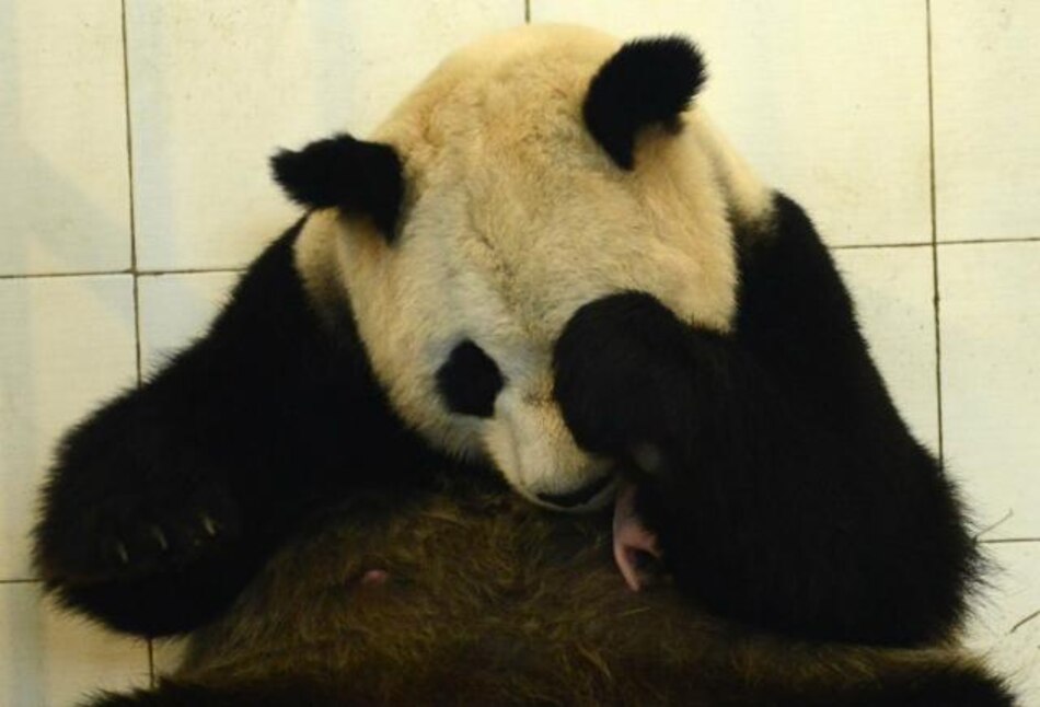 Osos panda gemelos nacen en noroeste de China
