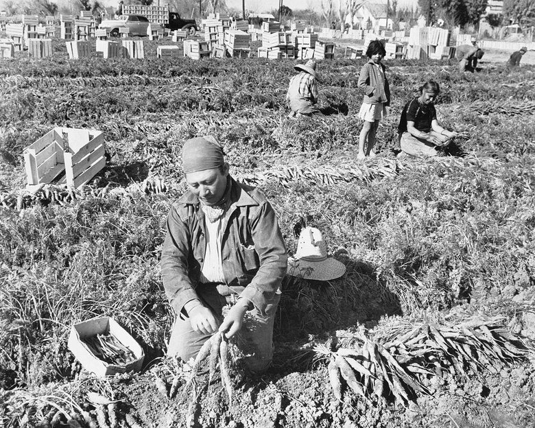 El programa con el que hace 60 años Estados Unidos quiso sustituir a agricultores migrantes con estudiantes y resultó un fiasco